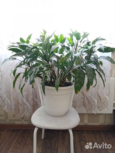 Цветок с горшком