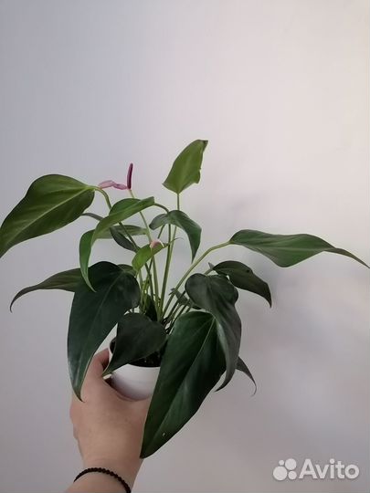 Антуриум Андре Зизу