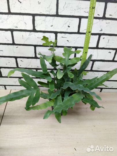 Папоротник флебодиум голубая звезда