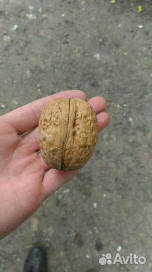 Грецкий орех саженцы,гиганты плоды