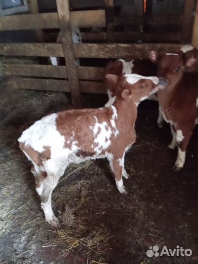Телята бычки 1-2 месячные