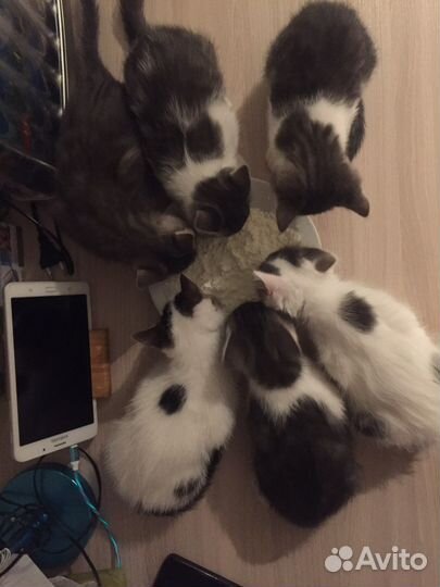 Котятам нужна помощь