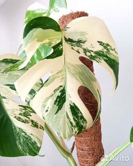 Монстера вариегатная альба, монстера адансони