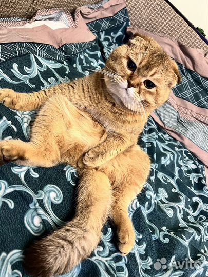 Вязка с шотландским котом