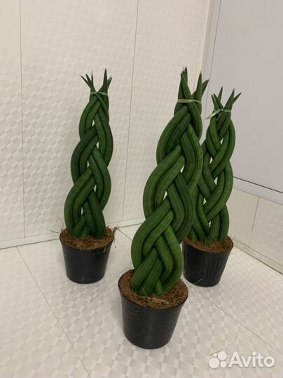 Сансивиерия цилиндрика косичка