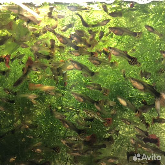 Рыбки Гуппи и аквариумные растения