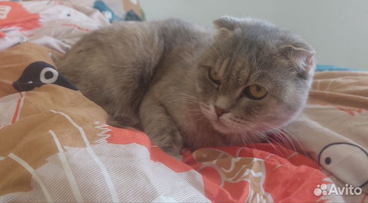 Кошка вислоухая в дар