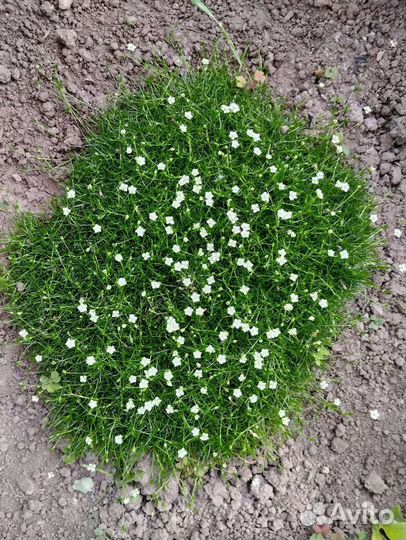 Мшанка шиловидная