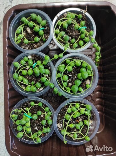 Крестовник роули (senecio rowleyanus)