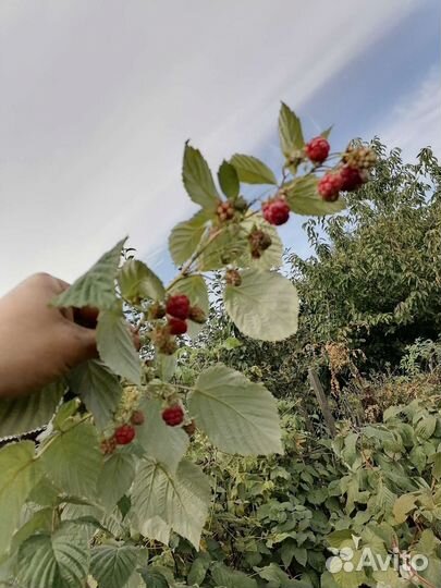Саженцы ремонтантной малины