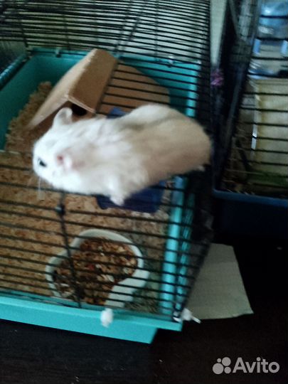 Джунгарский хомяк