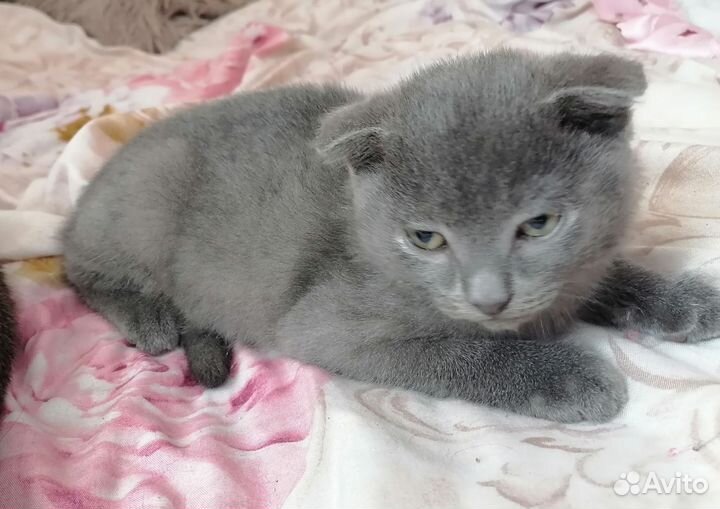 Вислоухая кошечка