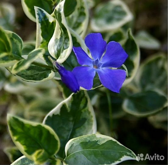 Барвинок вариегатный