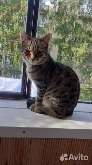 Отдам в добрые руки