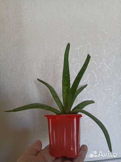 Хосты 3 вида