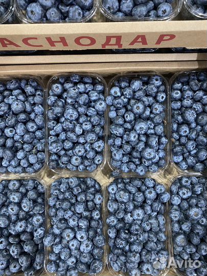 Голубика свежая