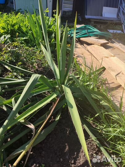 Юкка садовая