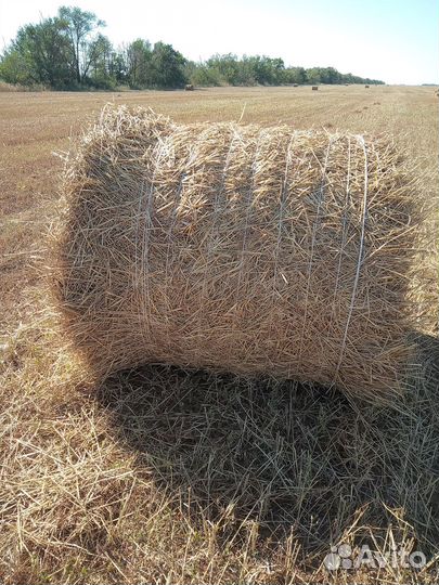 Солома пшеничная