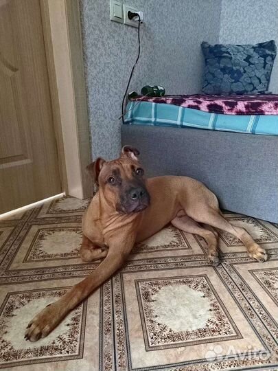 Собака питбуль