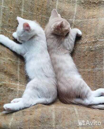 Отдам котят в хорошие руки