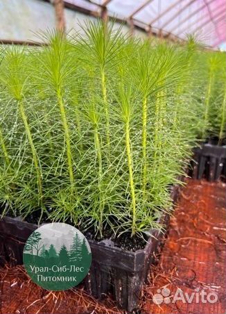 Зкс и окс Сосна Ель Лиственница сеянцы Голуб горн