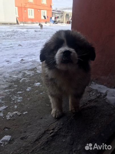 Собака в добрые руки щенок