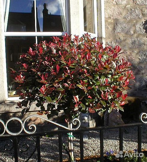 Фотиния Литл Ред Робин