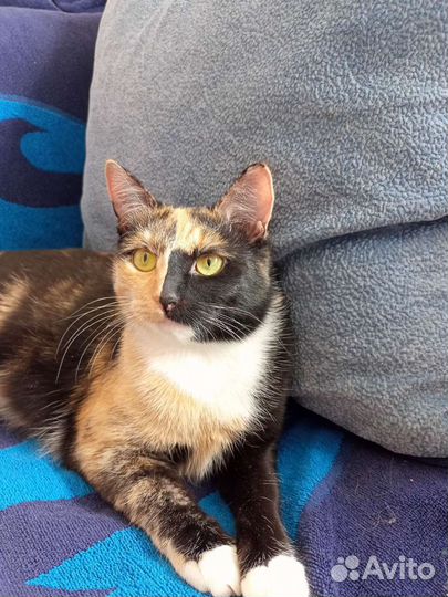 Кошка 1,5 года