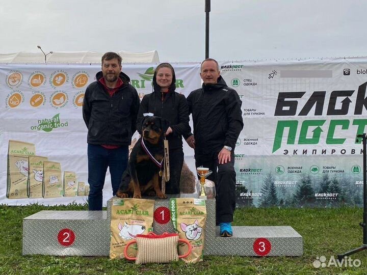 Дрессировка и передержка собак, зоогостиница