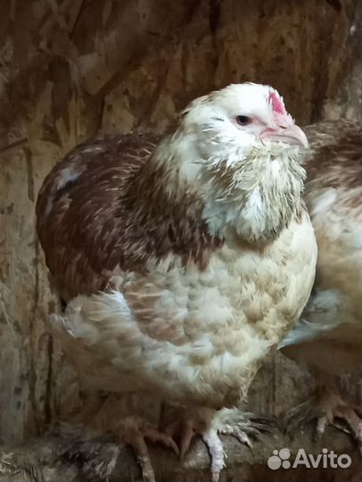 Инкубационное яйцо фавероль