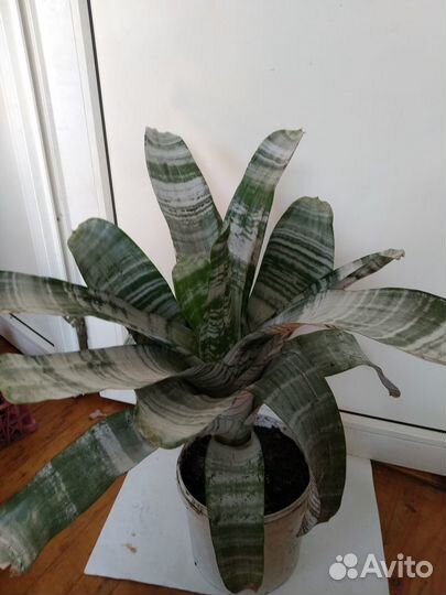 Сансевиерия (тещин язык)