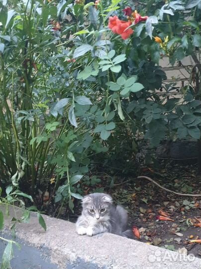 Вислоухий котик