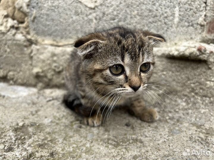 Вислоухие котята