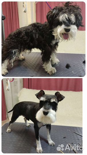 Услуги грумера