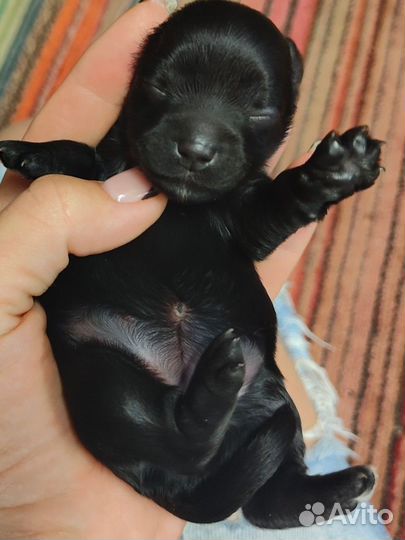 Йоркширский терьер щенки