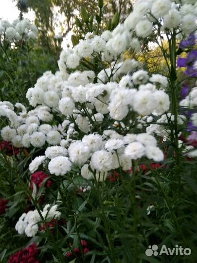 Сортовые цветы