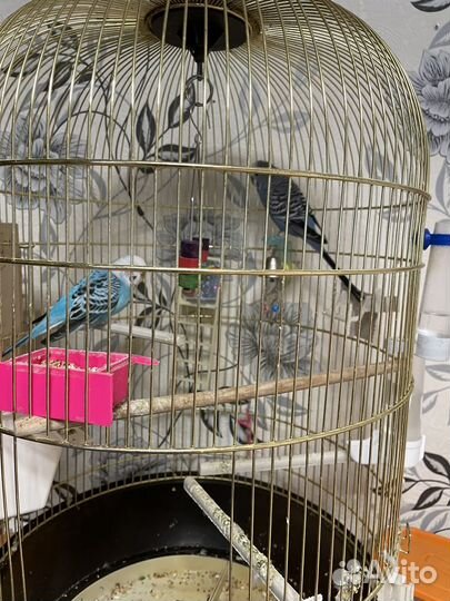 Попугай волнистый с клеткой