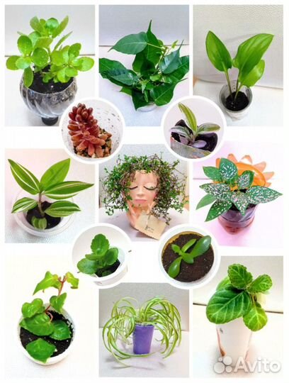 Набор домашних растений 12 шт +1 в подарок