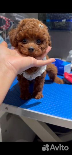 Пудельтедди тикап китай