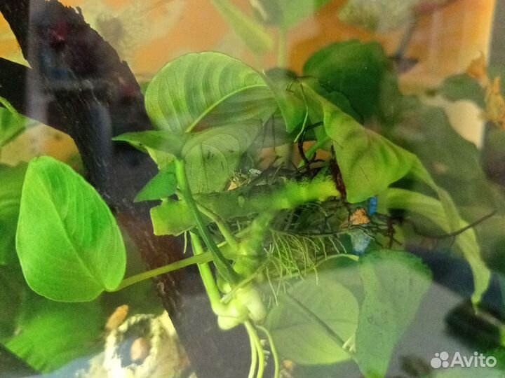 Аквариумные рыбки