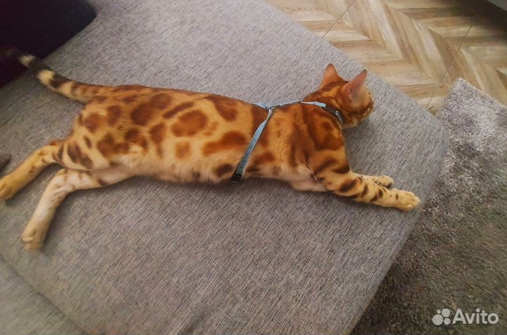 Бенгальский кот вязка