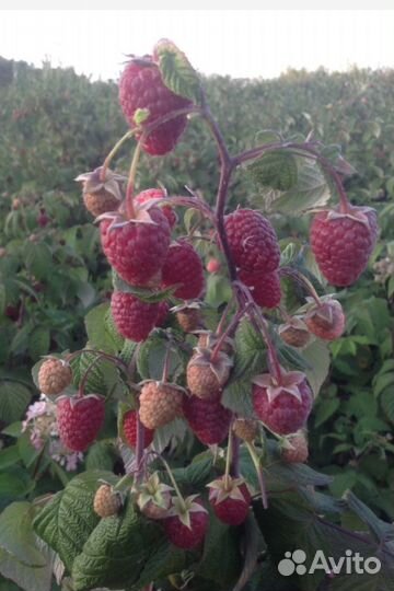 Малина Гусар, Карамелька, Полка, Бригантина