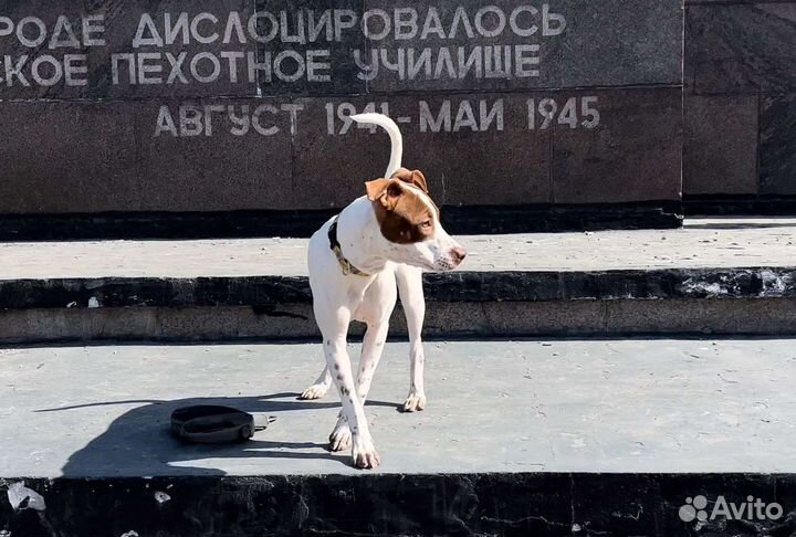 Американский питбультерьер
