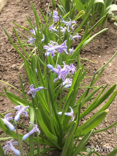 Луковицы гиацинтов