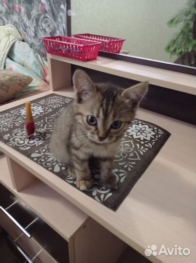 2ве кошечки