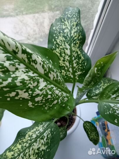 Диффенбахия