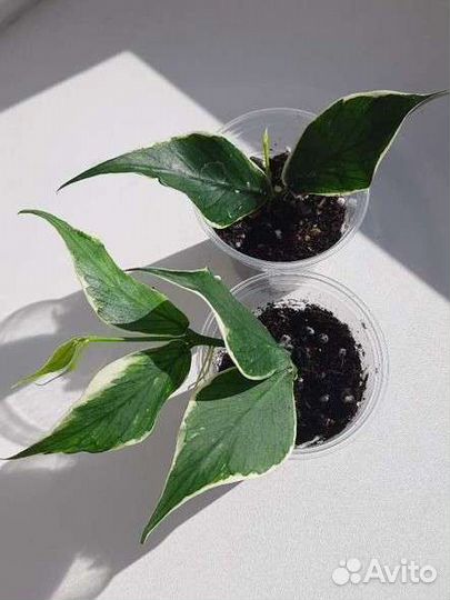 Хойи Полинейра Альба, Триколор,Кентиана вар