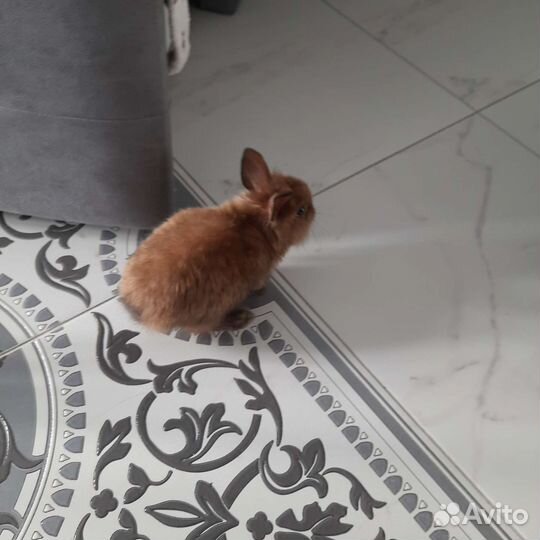 Львиноголовый кролик