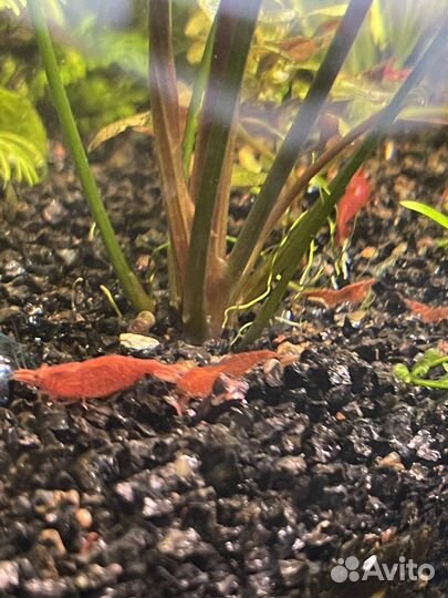 Аквариум куб