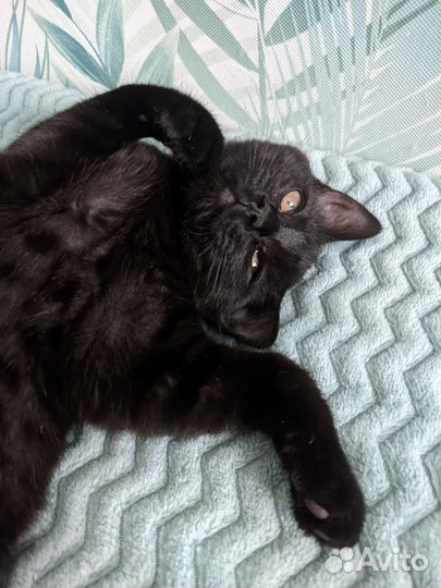 Кошка в дар